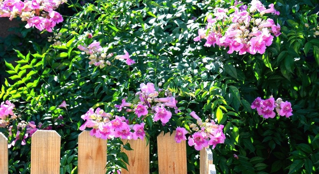 Pink Trumpet Vine | 20+ seeds | Podranea Ricasoliana | Climber