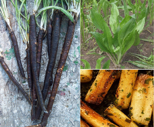 Scorzonera Hispanica | Black Salsify | 50+ seeds | Organic