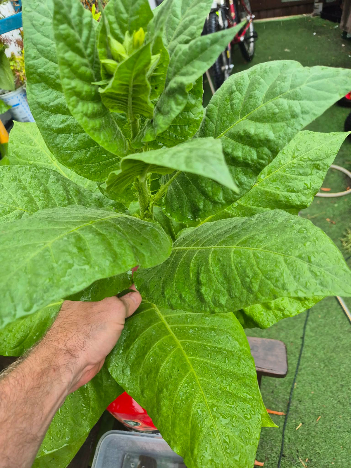 Tobacco (Golden Virginia) | 500+ seeds approx | UK organically grown