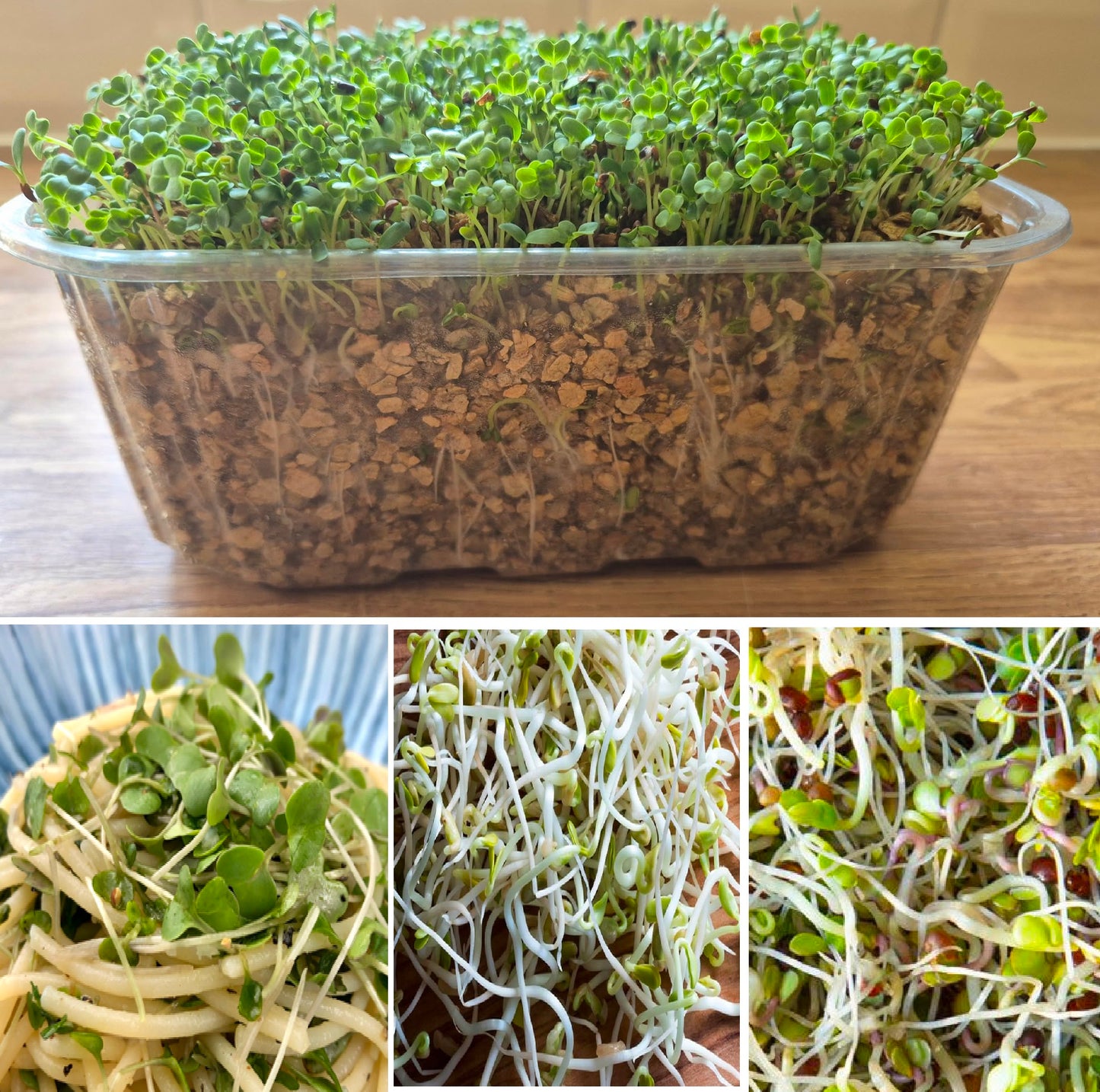 Vitamin Boost Mix 1 | Broccoli Kale Alfalfa | Microgreens | 10g Organic seeds