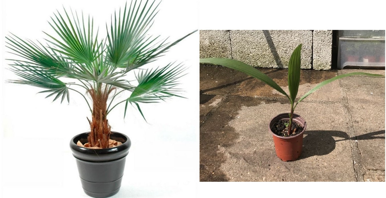 Washingtonia Robusta | 9cm pot | Mexican Fan Palm