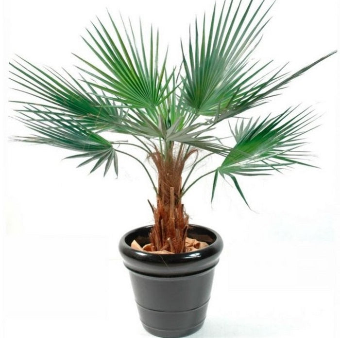 Washingtonia Robusta | 9cm pot | Mexican Fan Palm