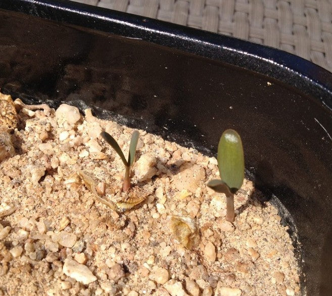 Welwitschia Mirabilis | 5 Seeds | Ultra Rare | Houseplant | 48H tracked post