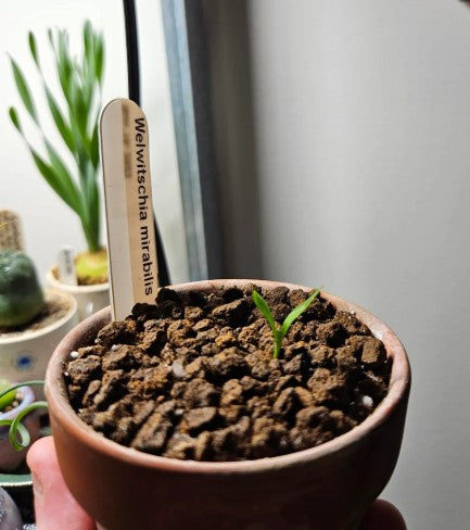 Welwitschia Mirabilis | 5 Seeds | Ultra Rare | Houseplant | 48H tracked post