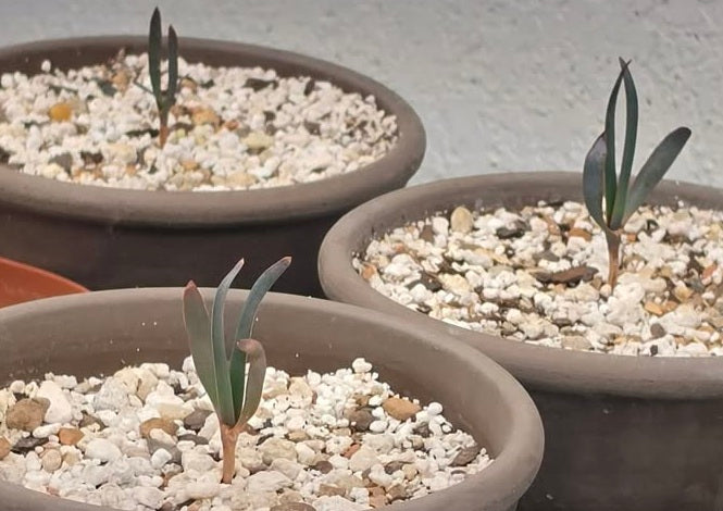 Welwitschia Mirabilis | 5 Seeds | Ultra Rare | Houseplant | 48H tracked post