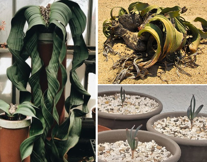 Welwitschia Mirabilis | 5 Seeds | Ultra Rare | Houseplant | 48H tracked post