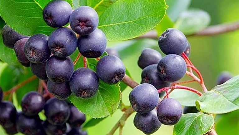 Acai Berry (Euterpe Oleracea) | 5 seeds | Very Rare