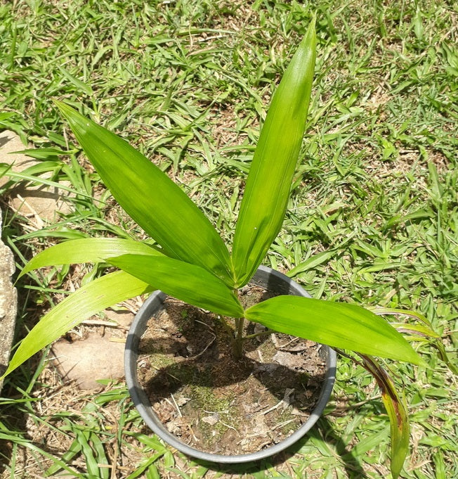 Acai Palm (Euterpe Oleracea) | 5 seeds | Very Rare