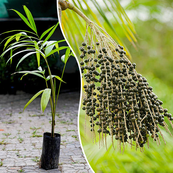 Acai Palm (Euterpe Oleracea) | 5 seeds | Very Rare