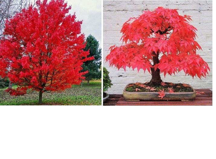 Red Maple Tree (Acer Rubrum) 20 seeds | Bonsai | Same Day Dispatch