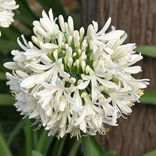 Agapanthus "Alba" | Lily of the Nile | African Lily | 25+ seeds | Perennial