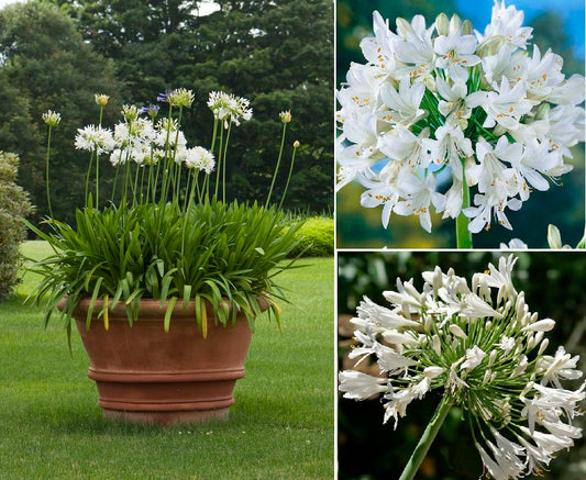 Agapanthus "Alba" | Lily of the Nile | African Lily | 25+ seeds | Perennial