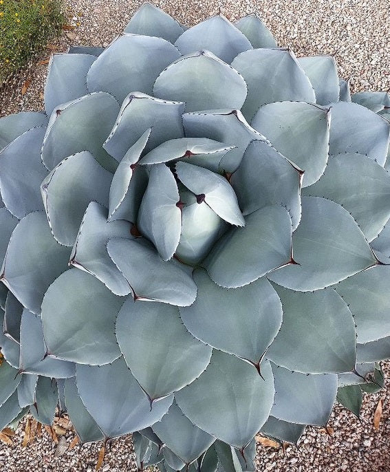Parry's Agave | Agave Parryi | 15+ seeds | Artichoke Agave | UK Hardy