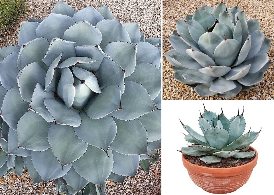 Parry's Agave | Agave Parryi | 15+ seeds | Artichoke Agave | UK Hardy