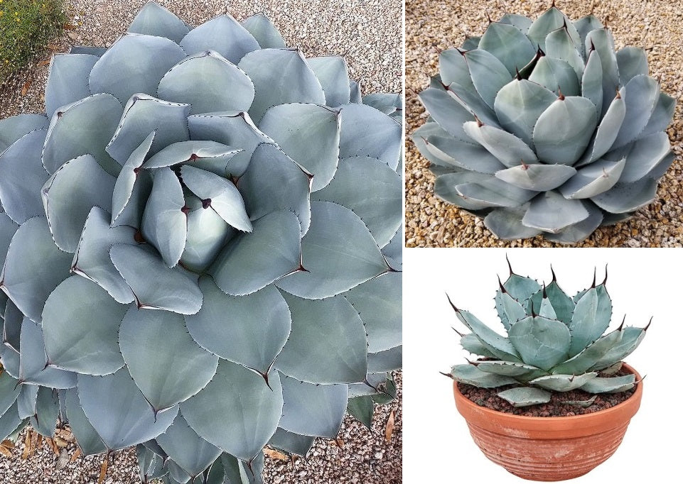 フラワー・ガーデニング Agave parryi  parryi 'Lucky Stripe' 69 Parry's Agave | Agave Parryi | 15+ seeds | Artichoke Agave | UK
