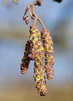 Alder Seeds | Alnus Glutinosa | 50+ seeds | Thrives in Poor/Wet soils