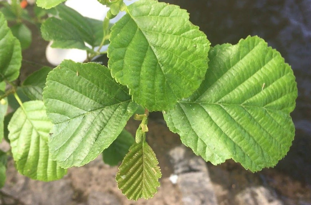 Alder Seeds | Alnus Glutinosa | 50+ seeds | Thrives in Poor/Wet soils