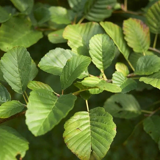 Alder Seeds | Alnus Glutinosa | 50+ seeds | Thrives in Poor/Wet soils