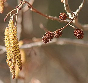 Alder Seeds | Alnus Glutinosa | 50+ seeds | Thrives in Poor/Wet soils