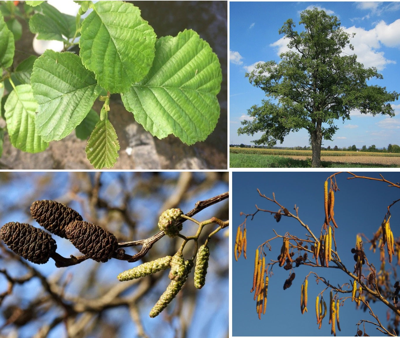 Alder Seeds | Alnus Glutinosa | 50+ seeds | Thrives in Poor/Wet soils