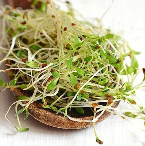 Organic Seeds for Sprouting / Sprouts | Many Types | Healthy Microgreens all year round!