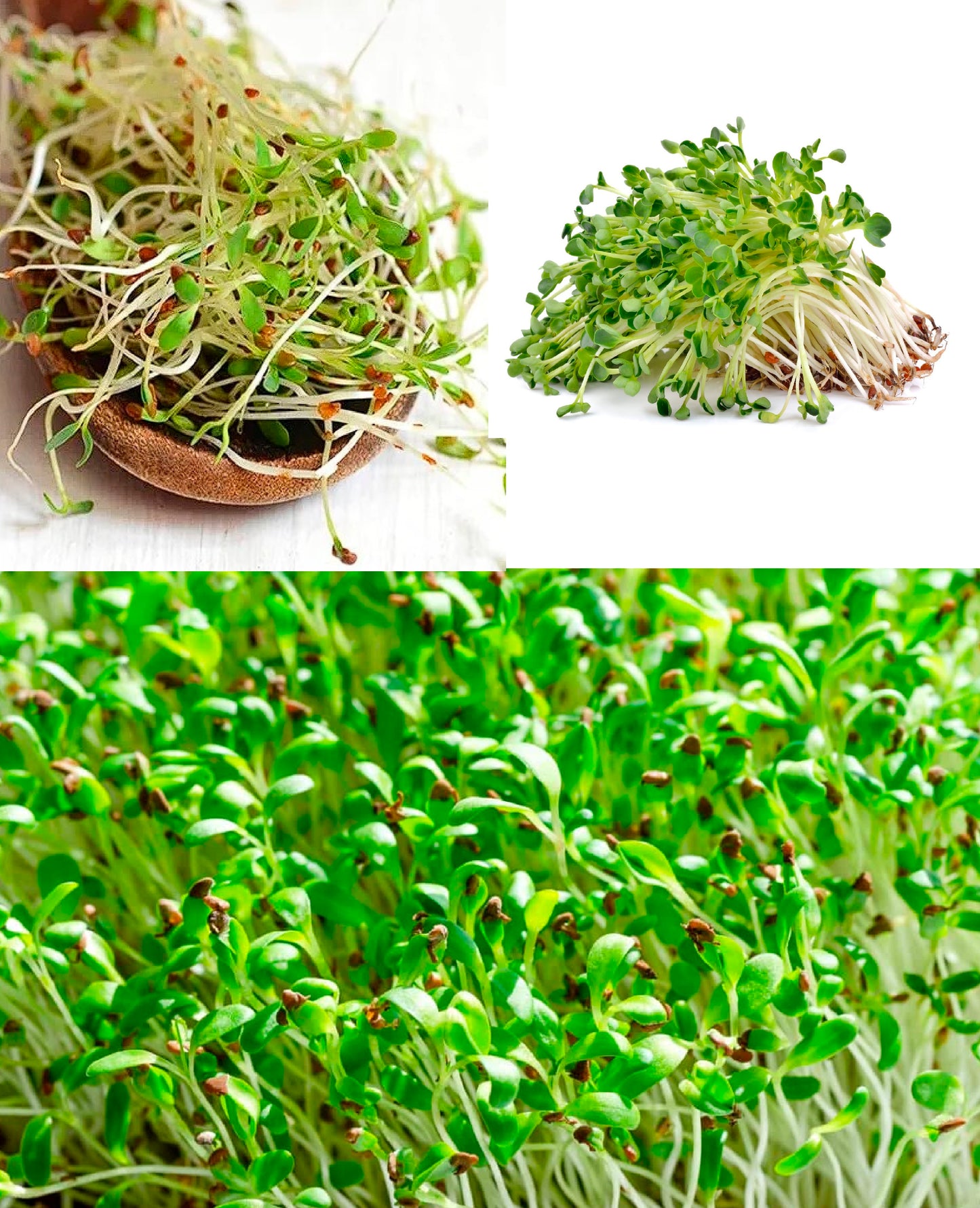 Organic Alfalfa | 3,000+ seeds | Sprouts | Microgreens