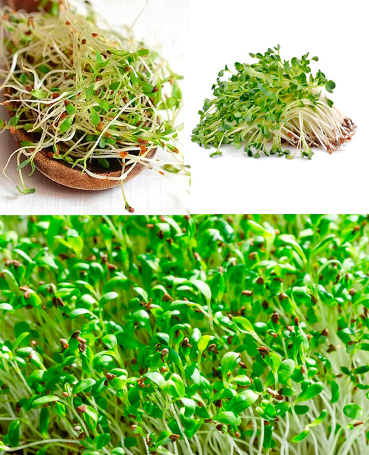 Organic Alfalfa | 3,000+ seeds | Sprouts | Microgreens