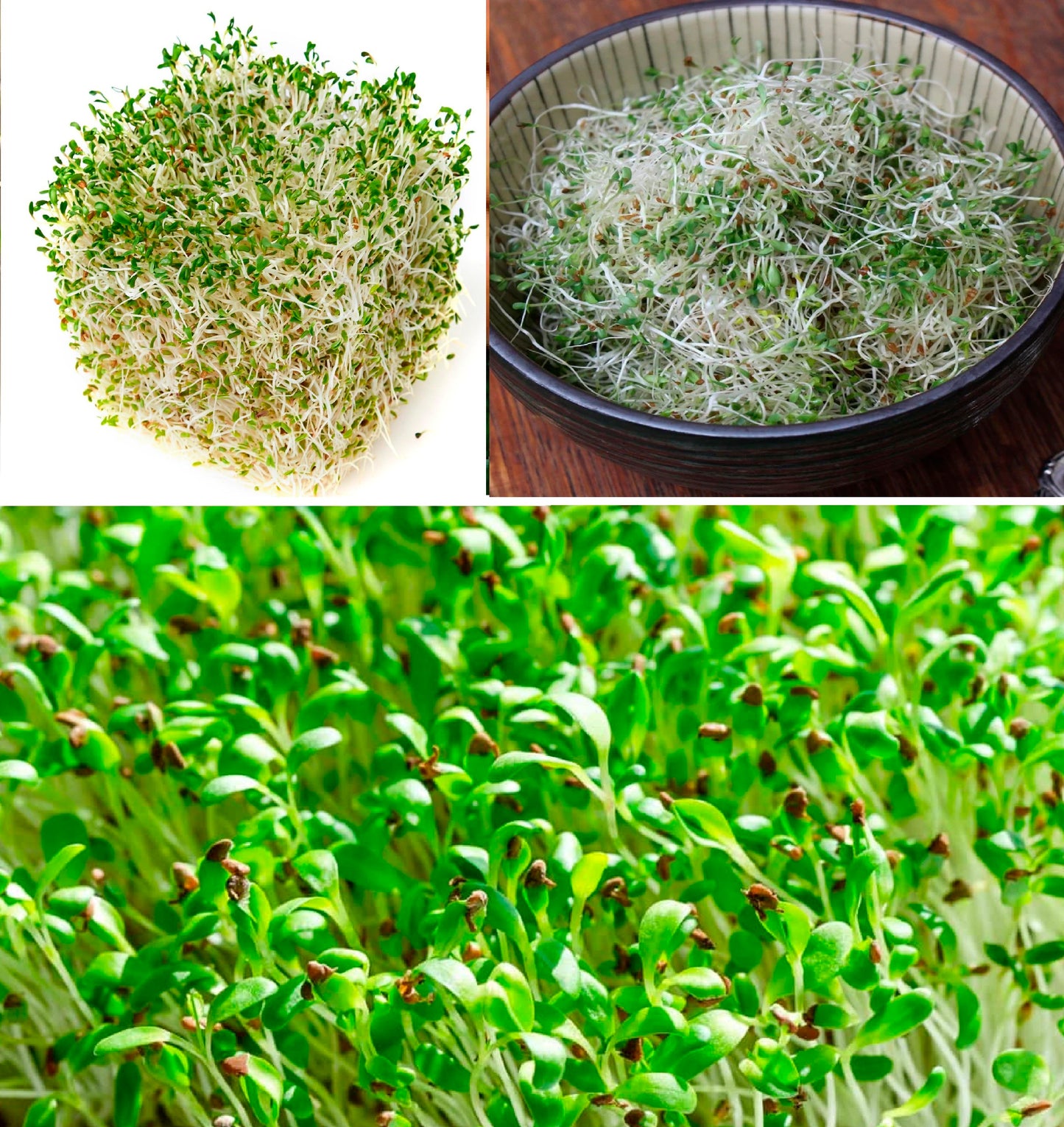 Organic Alfalfa | 3,000+ seeds | Sprouts | Microgreens