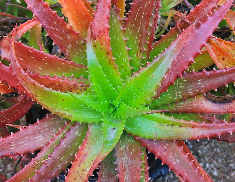 Aloe Cameronii | 10+ seeds | Red Aloe | Herbal