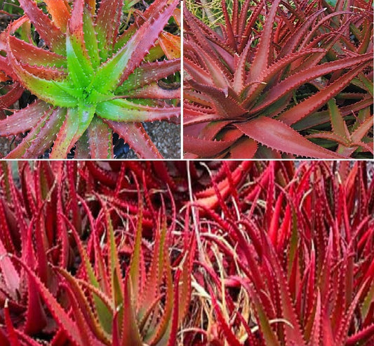 Aloe Cameronii | 10+ seeds | Red Aloe | Herbal