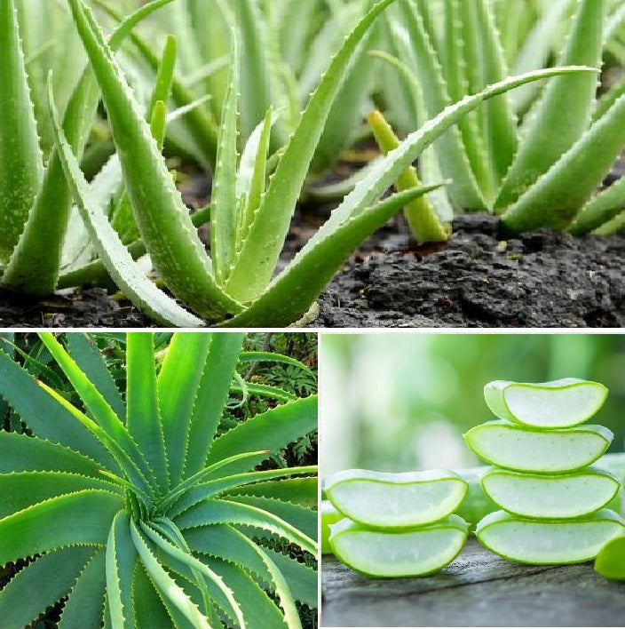 Aloe Vera | 15+ seeds | Medicinal | House Plant