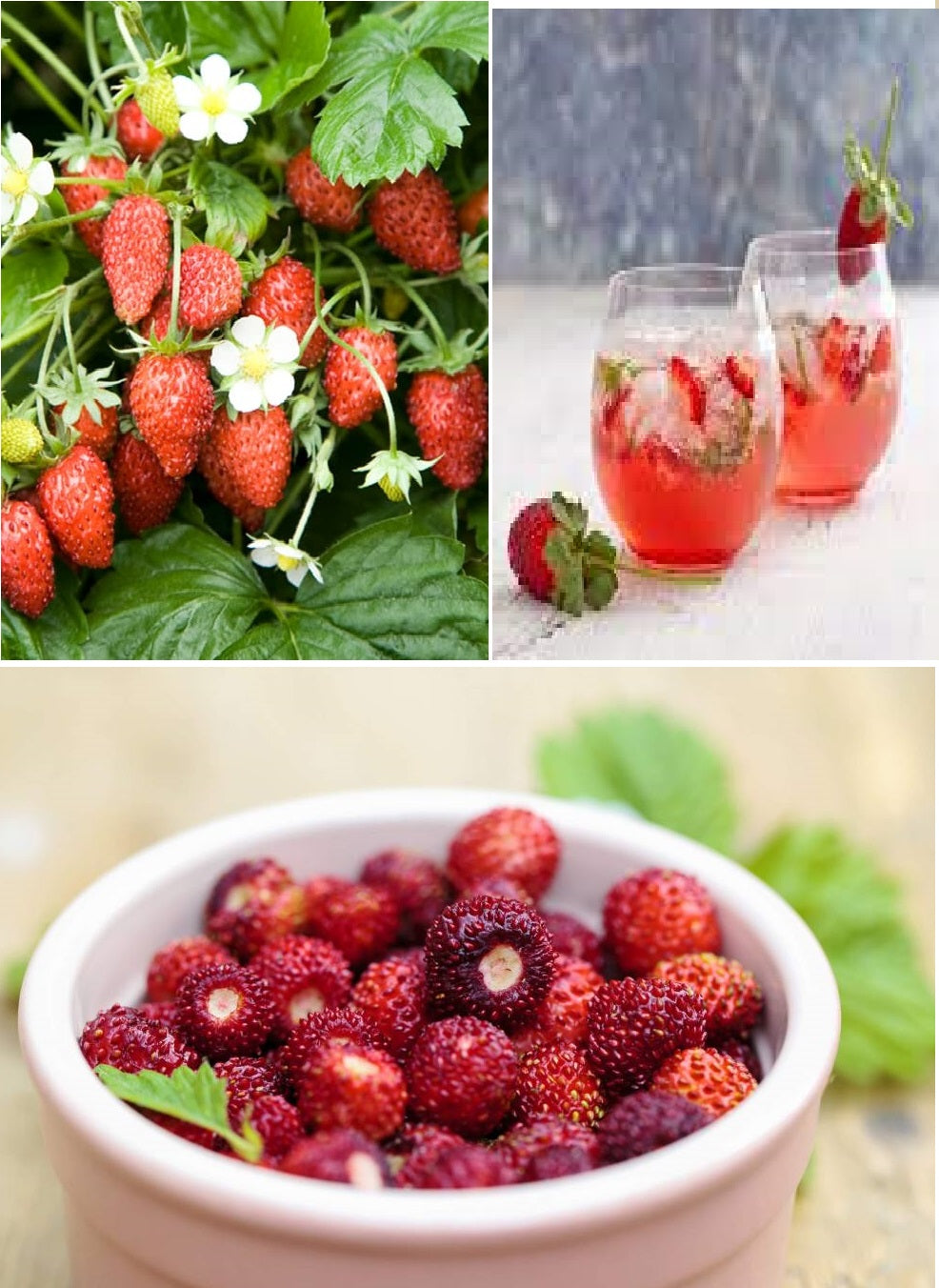 Alpine Strawberry | 100+ seeds | Hardy | Fruit