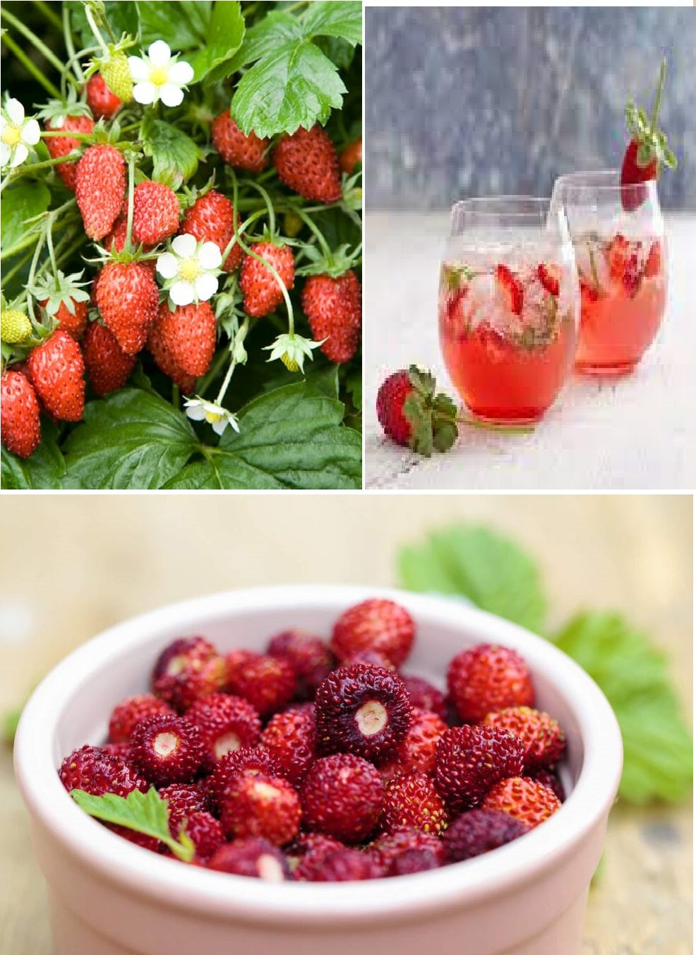 strawberry speedy seeds Alpine Strawberry | 100+ seeds | Hardy