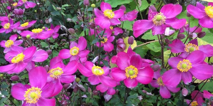 Japanese Anemone "Red Riding Hood" | 50+ seeds | Perennial