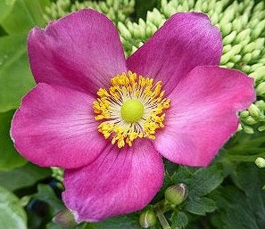 Japanese Anemone "Red Riding Hood" | 50+ seeds | Perennial