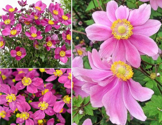 Japanese Anemone "Red Riding Hood" | 50+ seeds | Perennial