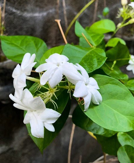 Arabian Jasmine | 10+ seeds | Jasminium Sambac | Heavenly Scent