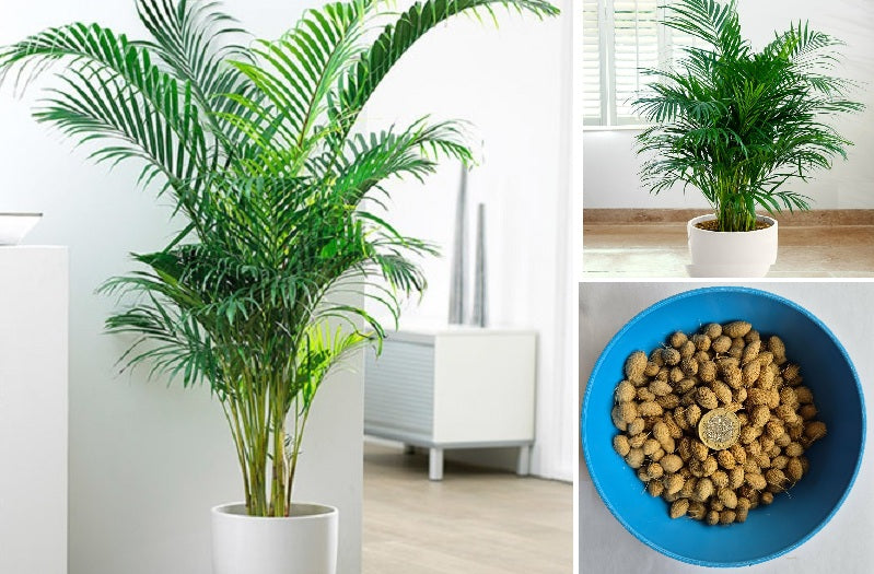 Areca Butterfly Palm | Dypsis Lutescens | 10 Seeds |  Houseplant