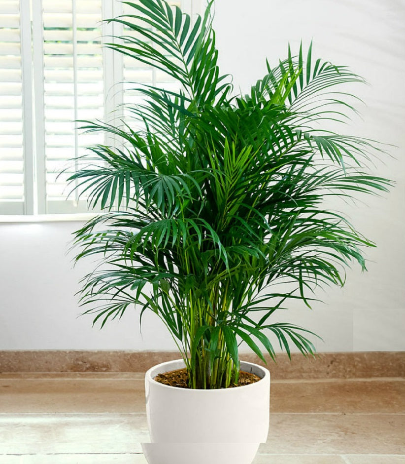 Areca Butterfly Palm | Dypsis Lutescens | 10 Seeds |  Houseplant