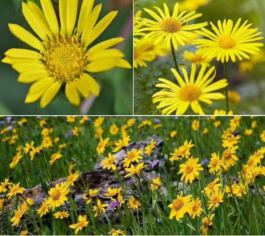 Leopard's Bane (Arnica Montana) | 30+ Seeds | Perennial | Shade | Same Day Dispatch