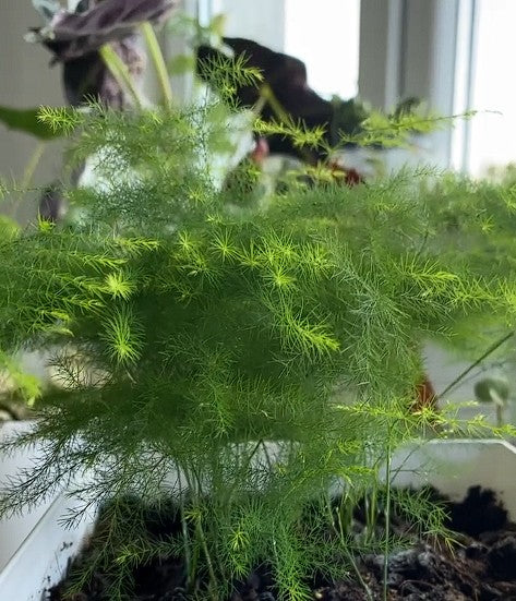 Asparagus Fern | 15+ seeds | Lace Fern | Indoor Houseplant