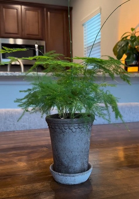 Asparagus Fern | 15+ seeds | Lace Fern | Indoor Houseplant