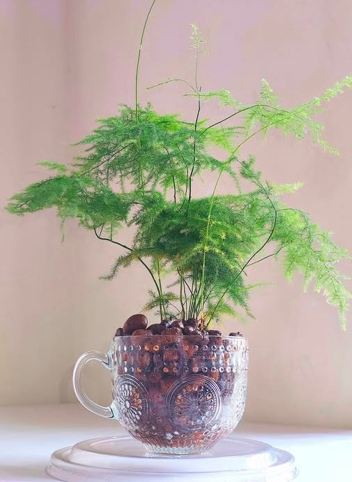 Asparagus Fern | 15+ seeds | Lace Fern | Indoor Houseplant