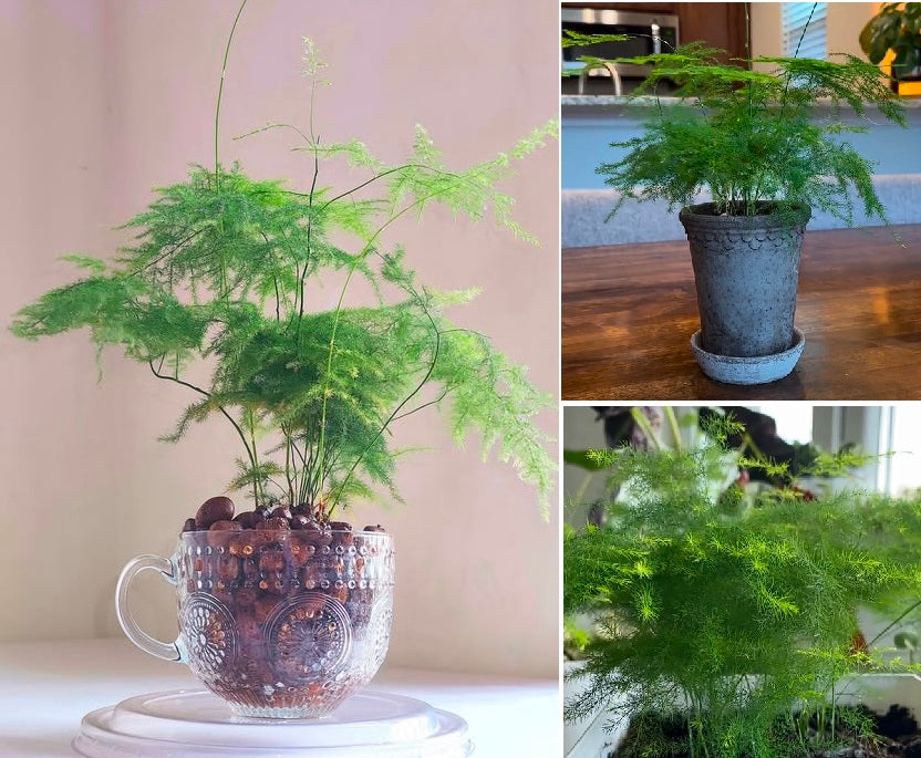 Asparagus Fern | 15+ seeds | Lace Fern | Indoor Houseplant
