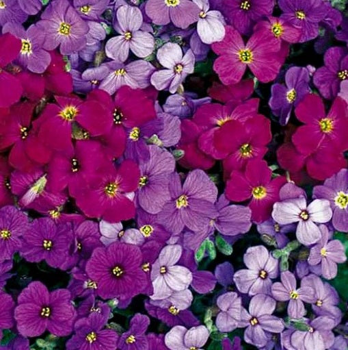 Aubrieta Mix | 50+ seeds | Trailing | Perennial Alpine | Ground Cover & Rock Gardens