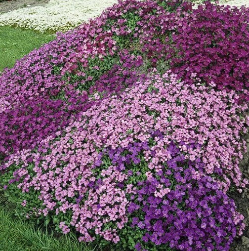 Aubrieta Mix | 50+ seeds | Trailing | Perennial Alpine | Ground Cover & Rock Gardens