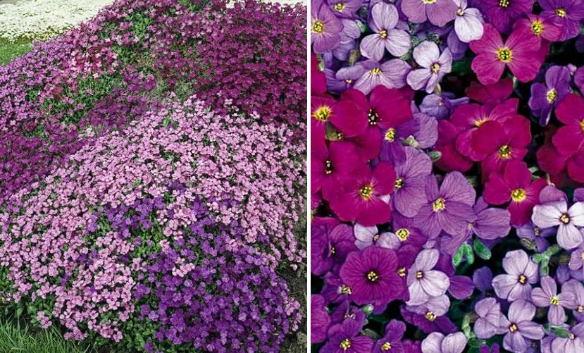 Aubrieta Mix | 50+ seeds | Trailing | Perennial Alpine | Ground Cover & Rock Gardens