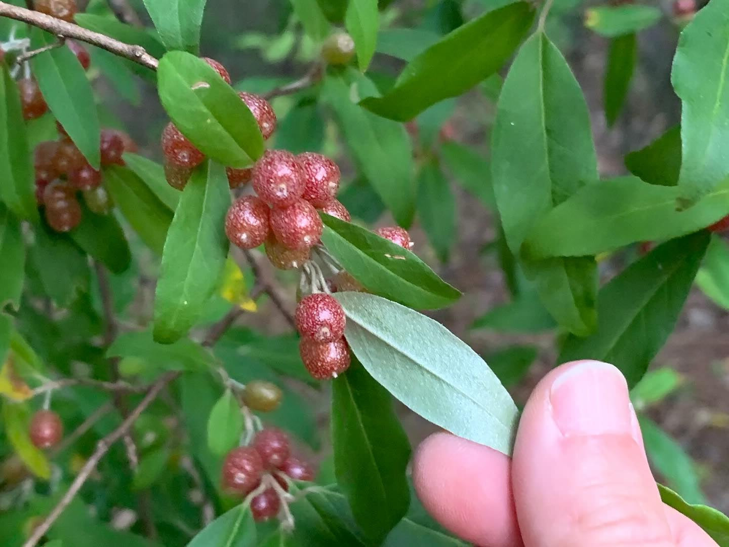 Autumn Olive Seeds | Japanese Silverberry | Elaeagnus Umbellata | 20+ seeds