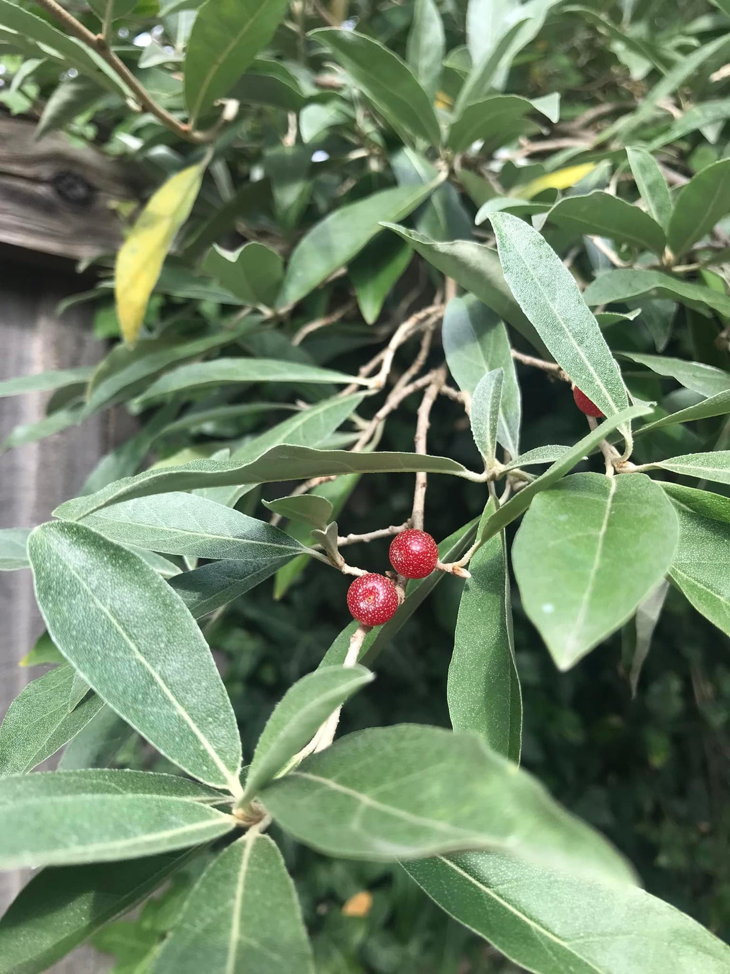 Autumn Olive Seeds | Japanese Silverberry | Elaeagnus Umbellata | 20+ seeds