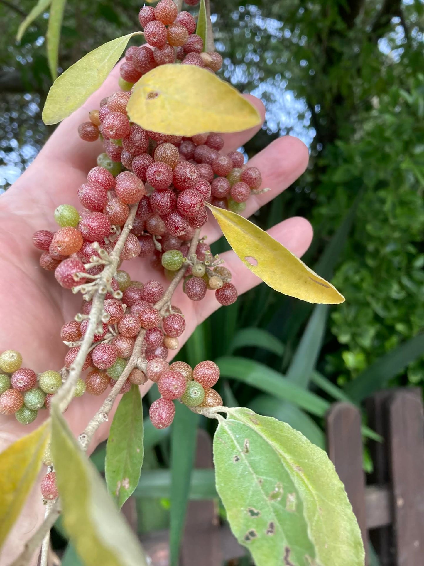 Autumn Olive Seeds | Japanese Silverberry | Elaeagnus Umbellata | 20+ seeds